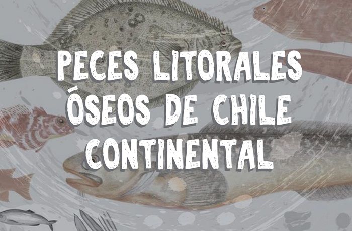 Guía de peces litorales óseos de Chile Continental Guía de peces litorales óseos de Chile Continental
