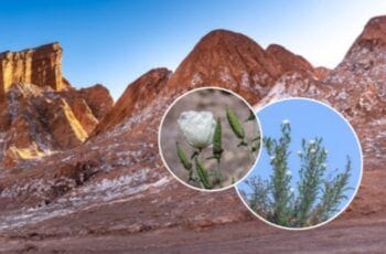 La flor declarada extinta que fue redescubierta en el Desierto de Atacama La flor declarada extinta que fue redescubierta en el Desierto de Atacama