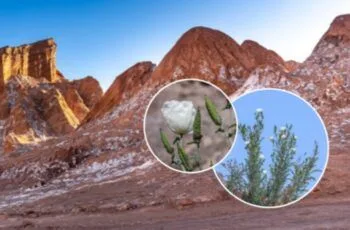 La flor declarada extinta que fue redescubierta en el Desierto de Atacama La flor declarada extinta que fue redescubierta en el Desierto de Atacama