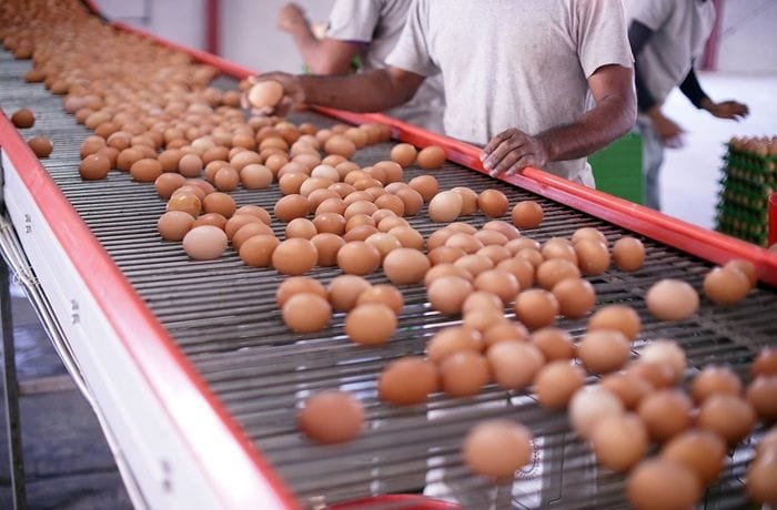 Producción huevos Producción huevos