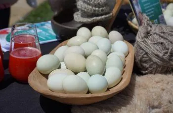 Confirmada la 5° versión de la Fiesta del Huevo Azul en Pitrufquén