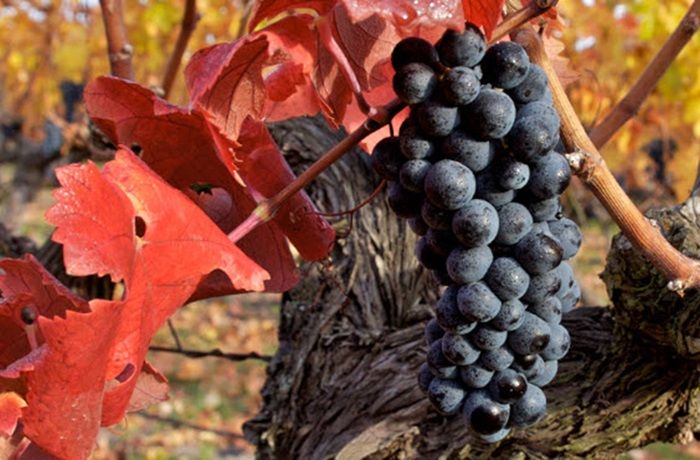 Carménère chileno Carménère chileno
