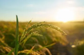 Cómo proteger los cultivos frente a olas de calor que afectarán al país Cómo proteger los cultivos frente a olas de calor que afectarán al país
