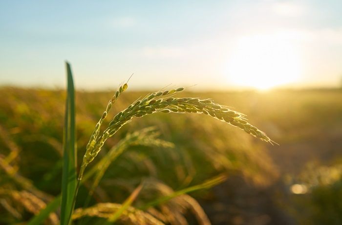 Cómo proteger los cultivos frente a olas de calor que afectarán al país 1 Cultivos ante olas de calor