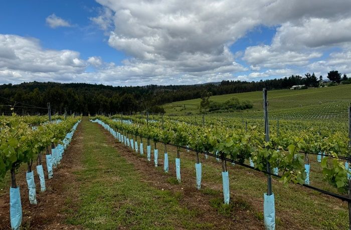 Comunidades de Malleco se capacitan para elaborar el primer Pinot Noir de origen Mapuche 1 Pinot Noir Mapuche