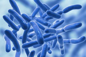 Probióticos en las cenas de fin de año: la clave para reducir la inflamación intestinal Probióticos en las cenas de fin de año: la clave para reducir la inflamación intestinal