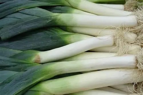 Puerros Puerros frescos cortados. Vegetal principal que aporta el sabor suave a la sopa fría.