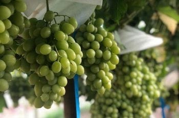 INIA G4: La nueva variedad de uva chilena que promete conquistar tu paladar INIA G4: La nueva variedad de uva chilena que promete conquistar tu paladar