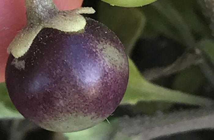 Solanum sanfurgoi Solanum sanfurgoi
