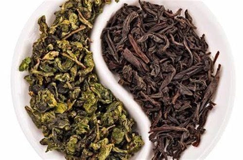 Té verde y té negro recipientes de té negro y té verde para la infusión base de la kombucha