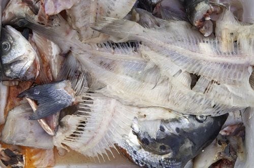 Espinas y cabezas de pescado fresco Espinas y cabezas de pescado fresco