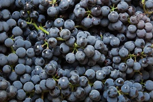 Racimos de uvas negras o moradas, la variedad preferida para la elaboración del arrope.