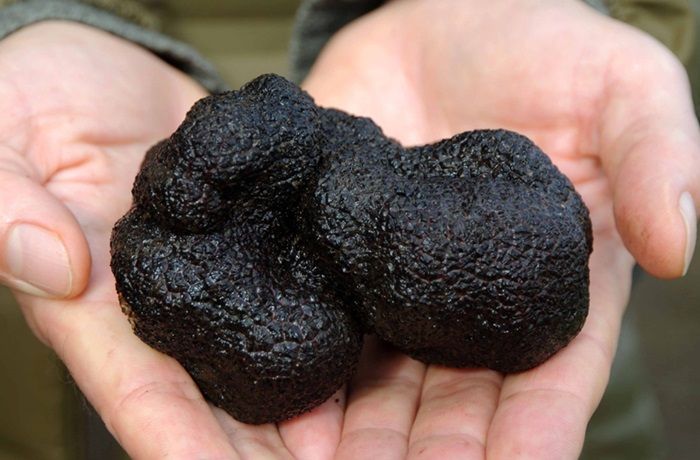 Trufa negra chilena Trufa negra chilena