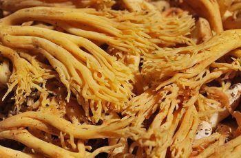 ¿Cómo hacer ensalada de changles? Deliciosa receta de temporada ¿Cómo hacer ensalada de changles? Deliciosa receta de temporada