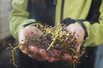 ReWine cierra con cientos de postulacioness para transformar residuos del vino en innovacion sostenible ReWine cierra con cientos de postulacioness para transformar residuos del vino en innovacion sostenible