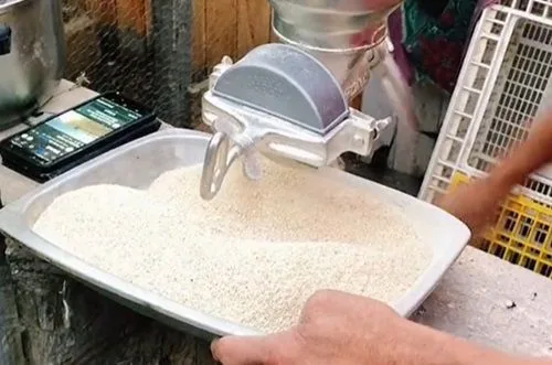 Molienda manual de los granos de trigo ya tostados para obtener harina fina.