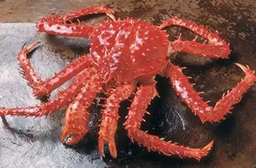 Centolla