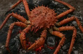 ¿Cómo preparar centolla (uštakáluš) a las brasas? Receta ancestral yagán paso a paso