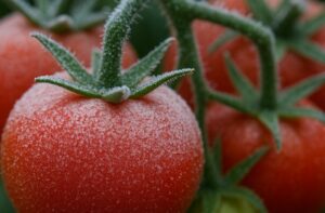 Recetas chilenas: platos típicos y tradicionales de Chile 112 Cultivos de tomate con mayor resistencia al frío, Chile