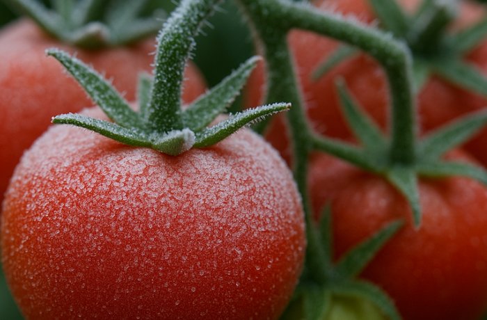 Las heladas impulsan una nueva generación de cultivos adaptados a las bajas temperaturas 1 Cultivos de tomate con mayor resistencia al frío, Chile