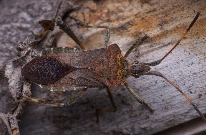 Chinche de la fruta Leptoglossus chilensis — investigación chilena para control con semioquímicos