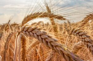 Recetas chilenas: platos típicos y tradicionales de Chile 113 Trigo editado genéticamente para reducir la acrilamida en el pan — investigación Rothamsted Research 2026